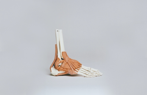 skeleton foot